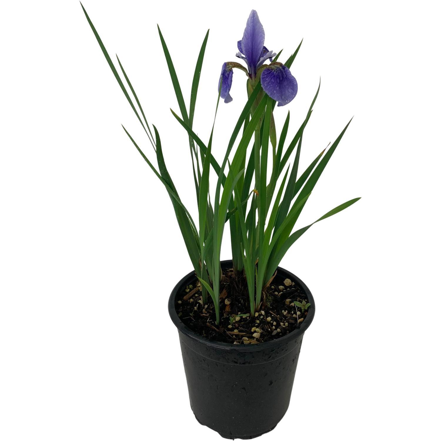 Iris sibirica Sky Blue