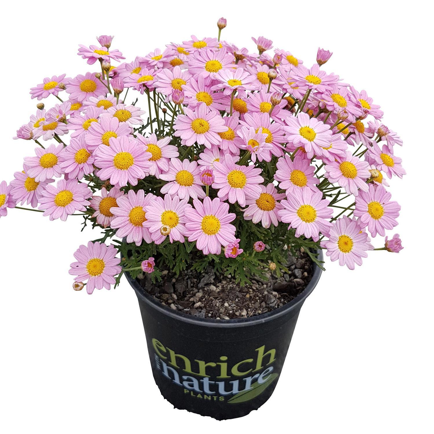 Argyranthemum Angelic