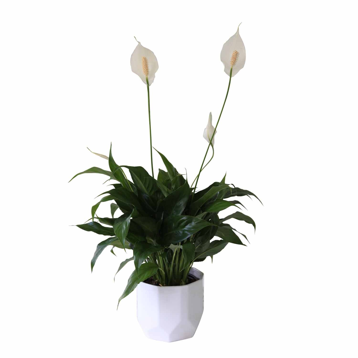 Spathiphyllum 'Peace Lily' in Ceramic Pot 15cm