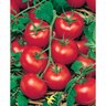 Grafted Tomato Money Maker