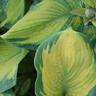 Hosta Color Glory