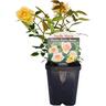 Patio Rose  Noelle Marie 1 litre Pink-Cream