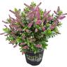 Hebe Sunset Boulevard 2.4 litre Purple & Pink