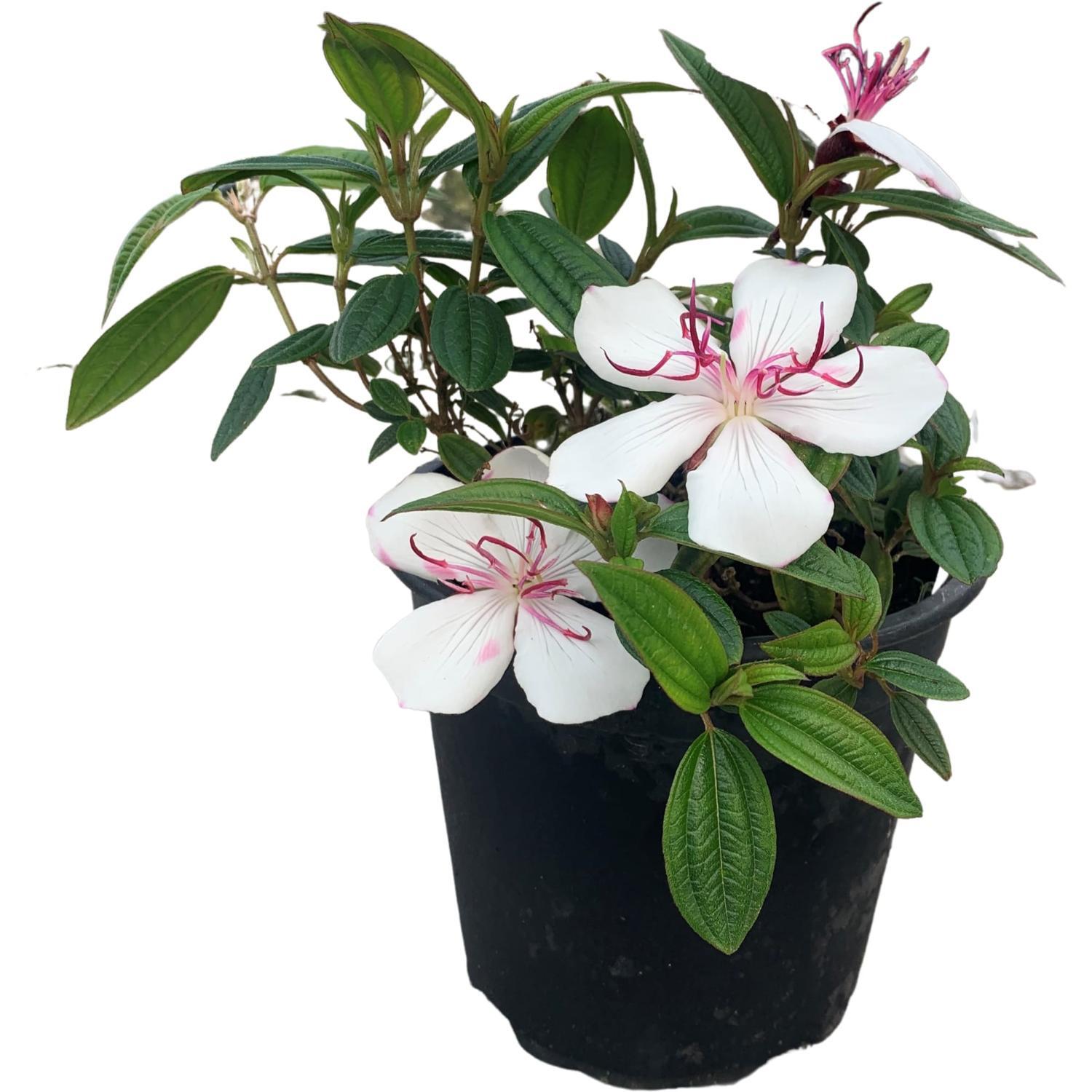 Tibouchina Peace Baby