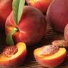 Peach Standard, 'Honey Babe'