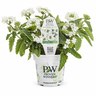 Verbena Royale Whitecap