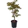 Acer Palmatum 3L