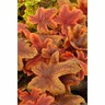 Heucherella 'Brass Lantern'