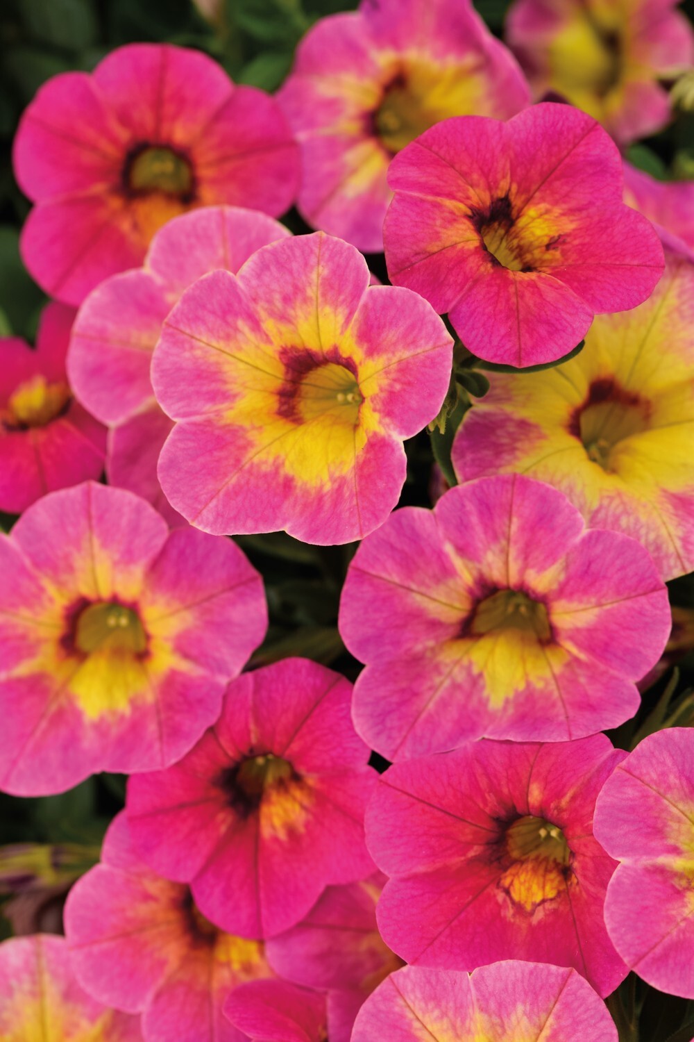 Calibrachoa Chameleon Tart Deco