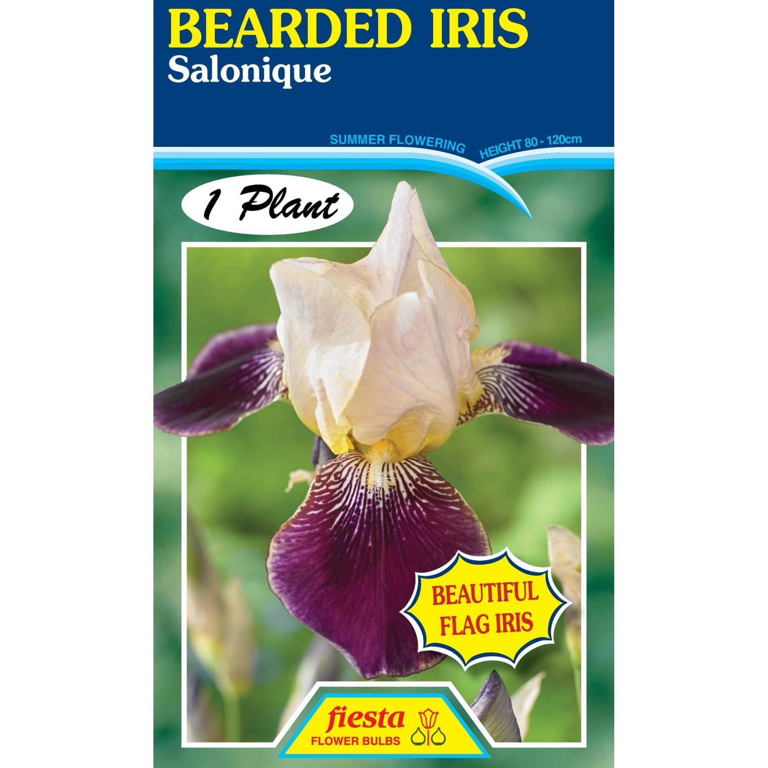 Bearded Iris Salonique