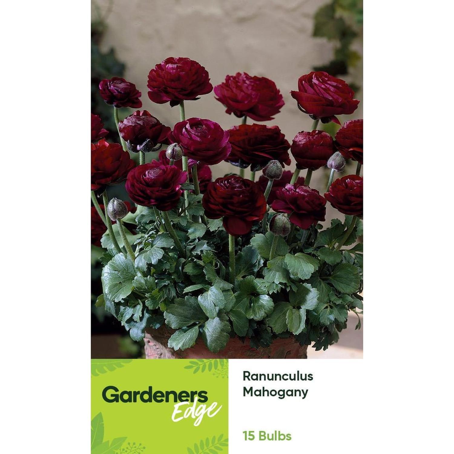 Ranunculus Mahogany 15 pack
