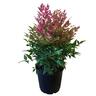 Instant Impact Collection Nandina Obsession 4.5 litre Green,Red