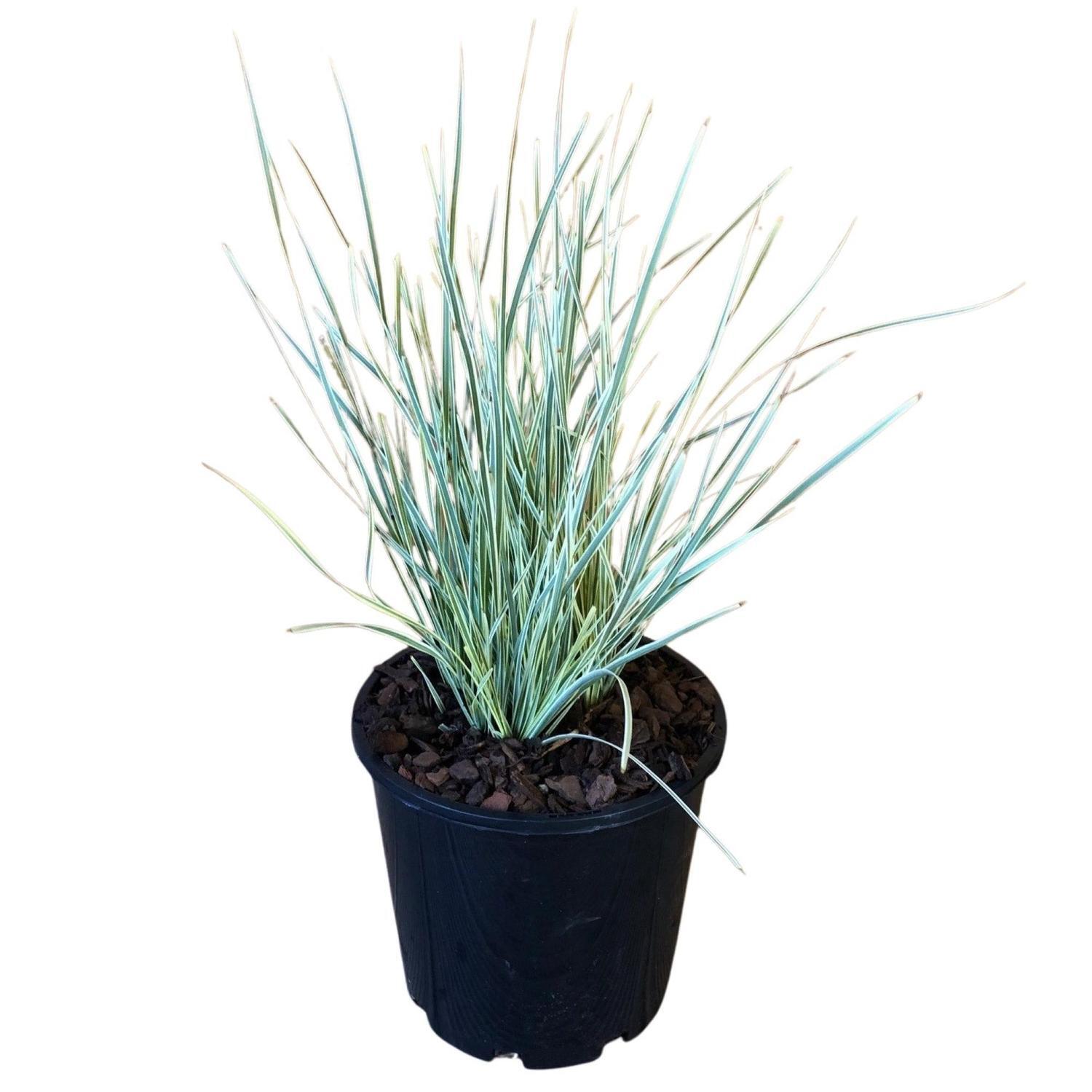 Lomandra White Sands 4.5 litre Green