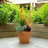 Terracotta Garden Pot