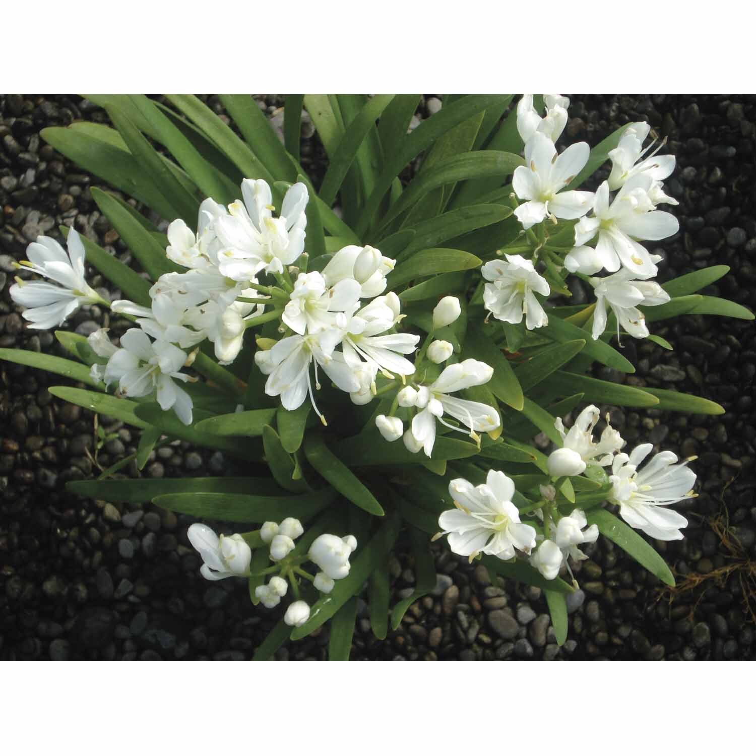 Agapanthus Agapetite