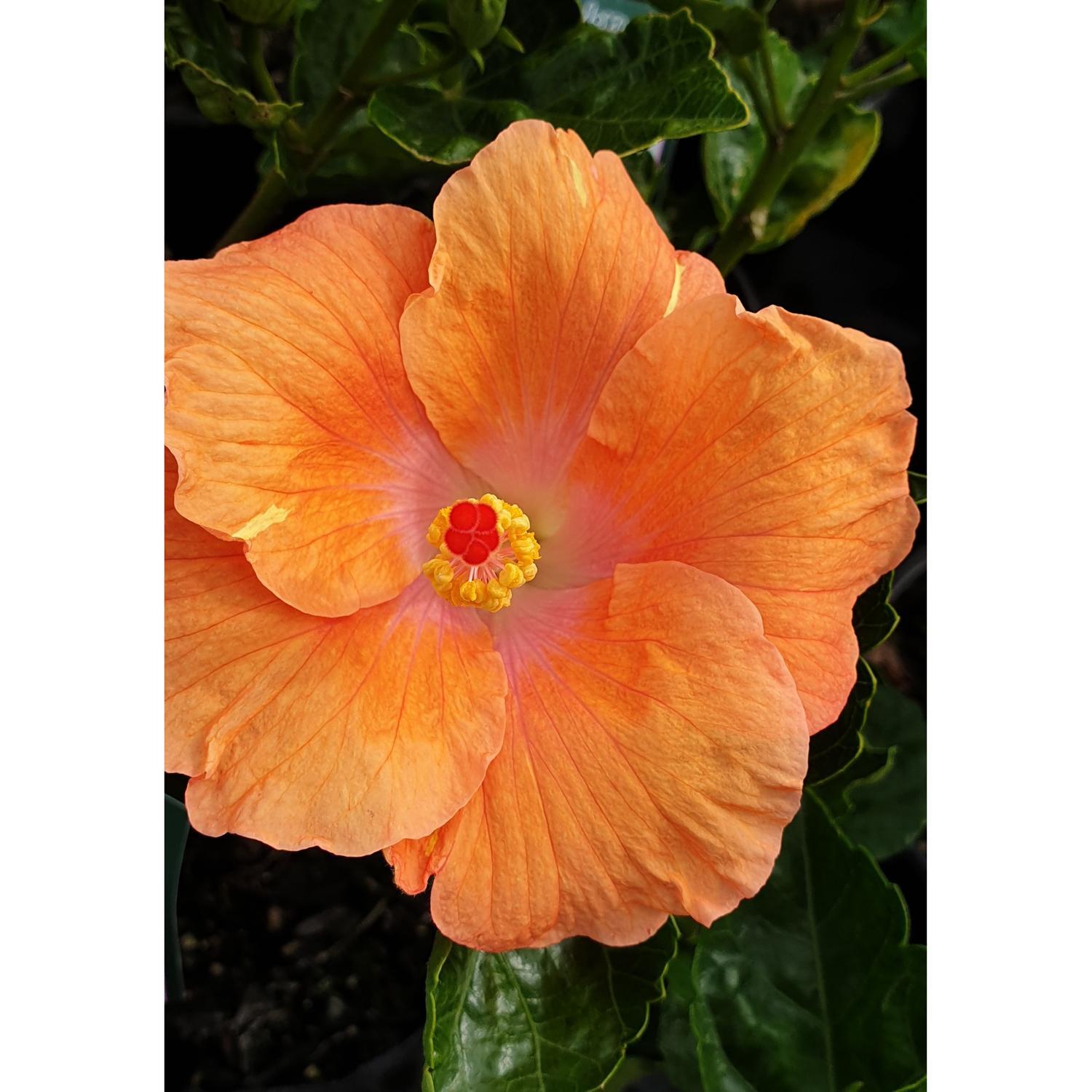 Hibiscus Brother Anthony