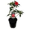 Camellia Hybrid 'Roma Red'