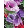 Anemone 'Pastel Mix'