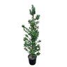 Metrosideros Maori Princess 'Pohutukawa' 8.5L