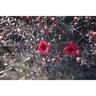 Leptospermum Wiri Kerry
