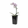Moth Orchid in Charis Ceramic Pot