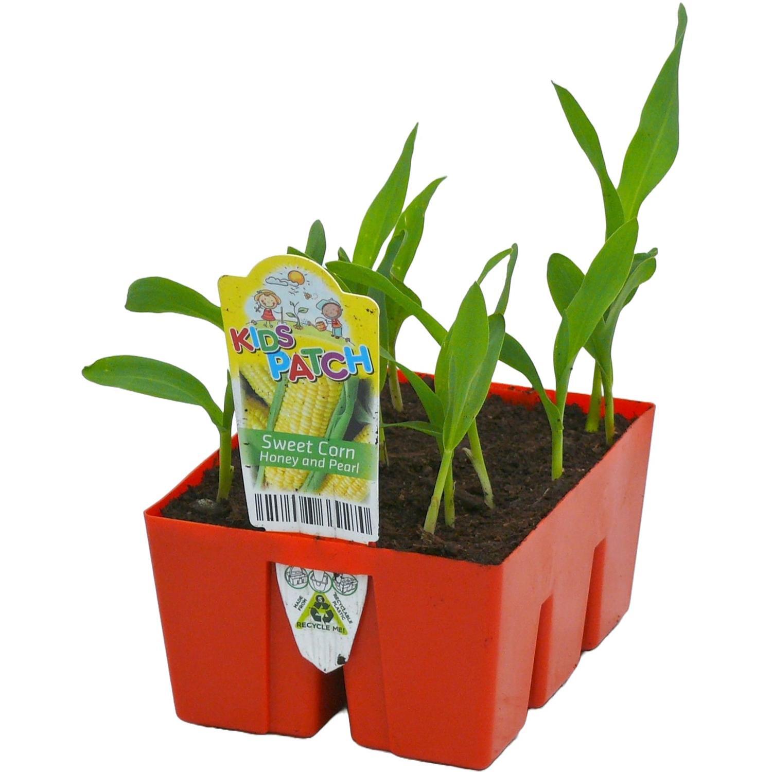 Sweetcorn 'Honey & Pearl'