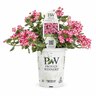 Verbena Royale Cherry Burst