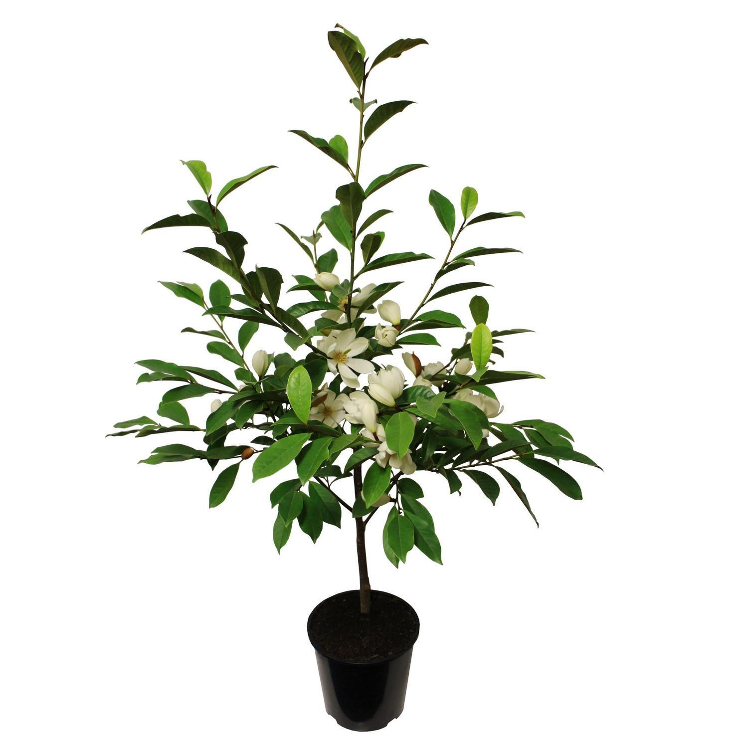 Magnolia Fairy Cream