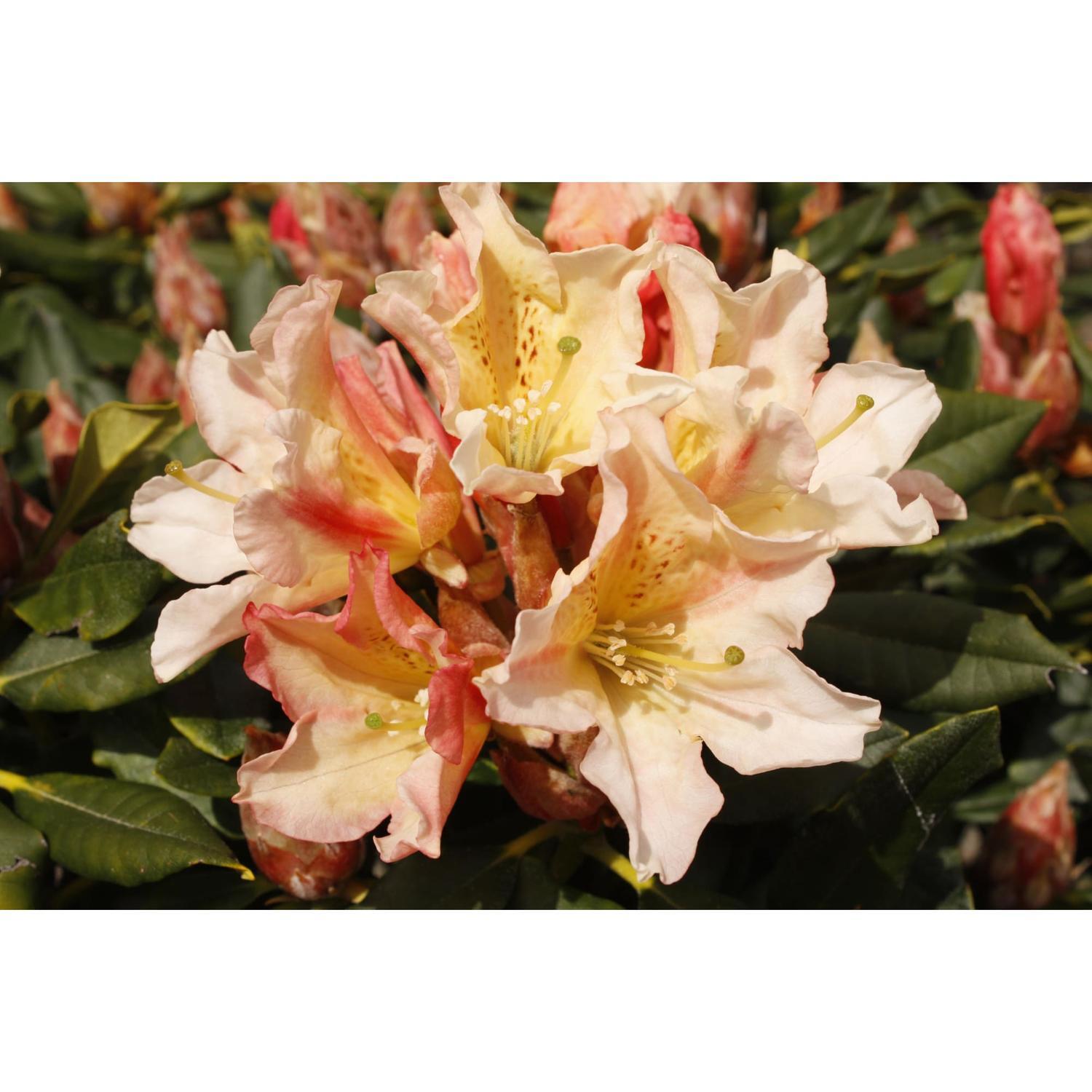 Rhododendron Buna