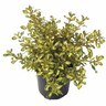 Coprosma Lemon and Lime