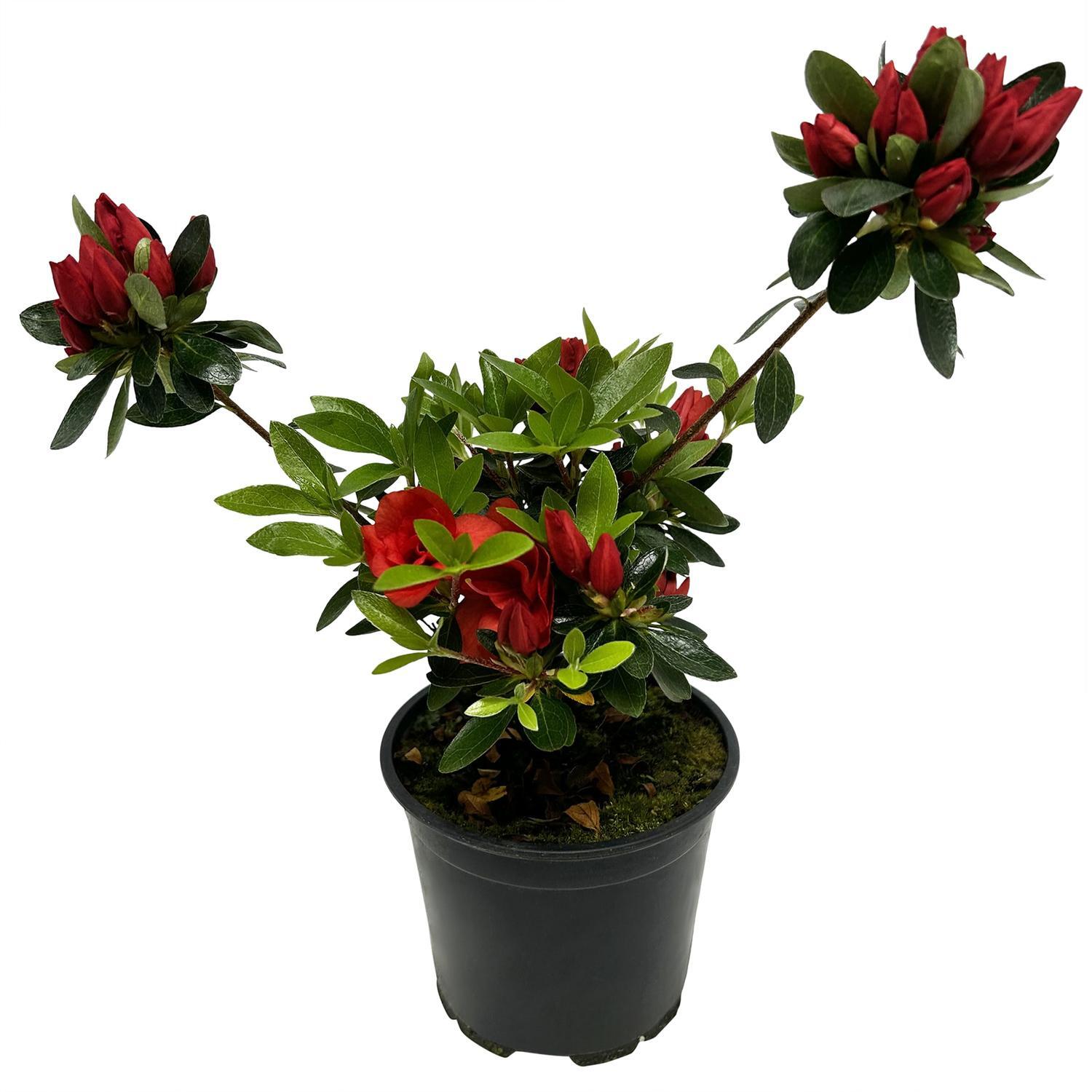 Indoor Azaleas 12cm
