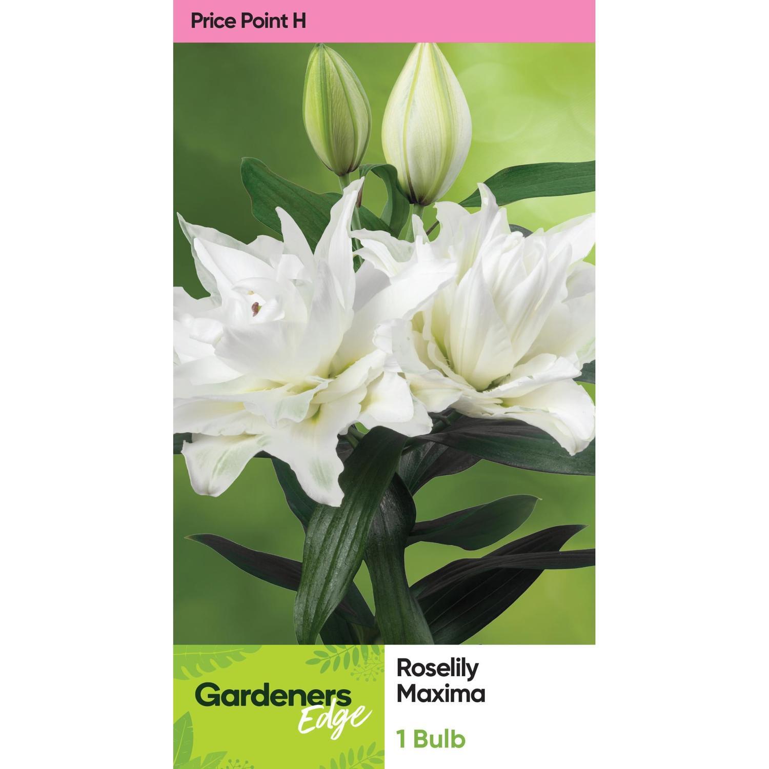 Lily Oriental Roselily Maxima Pack of 1