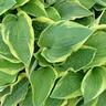 Hosta Wide Brim