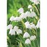 Daffodil Snowflakes Leucojum