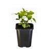 Bergamot Bee Balm