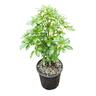 Choisya Ternata 4L