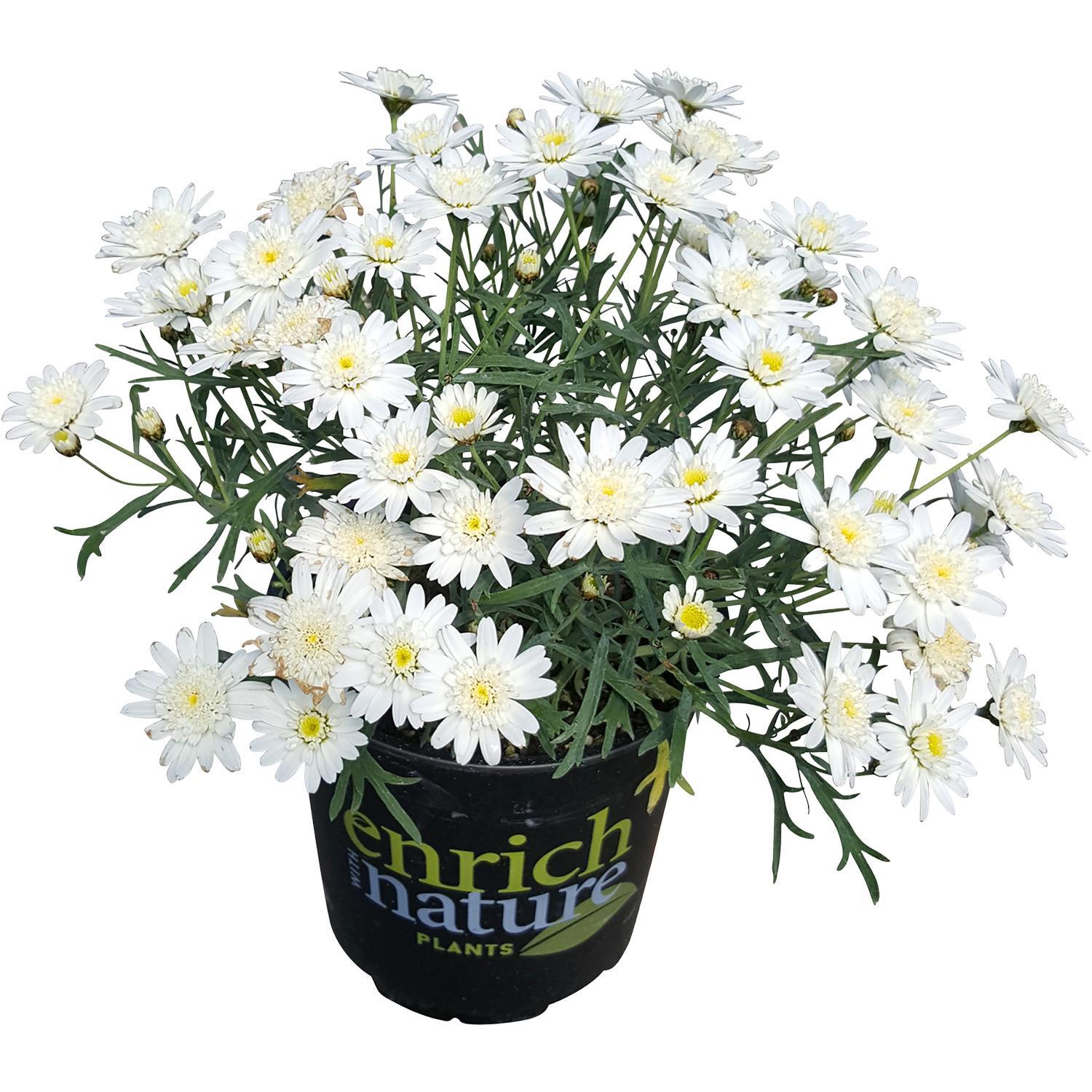 Argyranthemum Angelic 'White Chic'