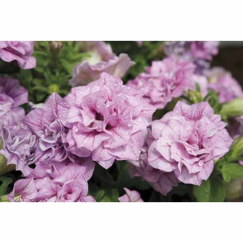 Colourwave Surfinia Summer Double Pink