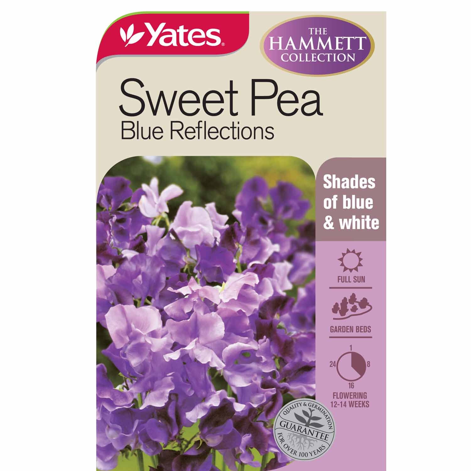 Sweetpea 'Blue Reflections'