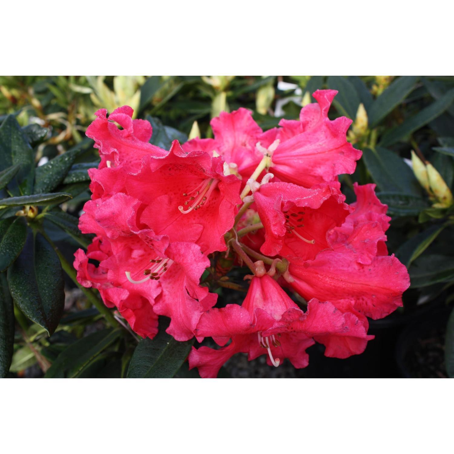 Rhododendron Johnny Bender