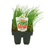 Spring Onion Green Pack of 6