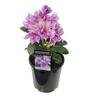 Rhododendron 'Fastuosum Flore Pleno'