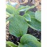 Hosta Empress Wu