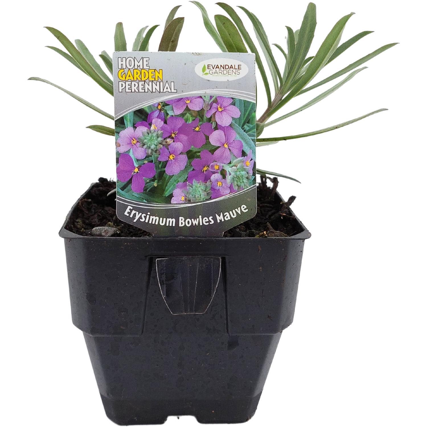 Erysimum Bowles Mauve