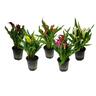 Zantedeschia 17cm