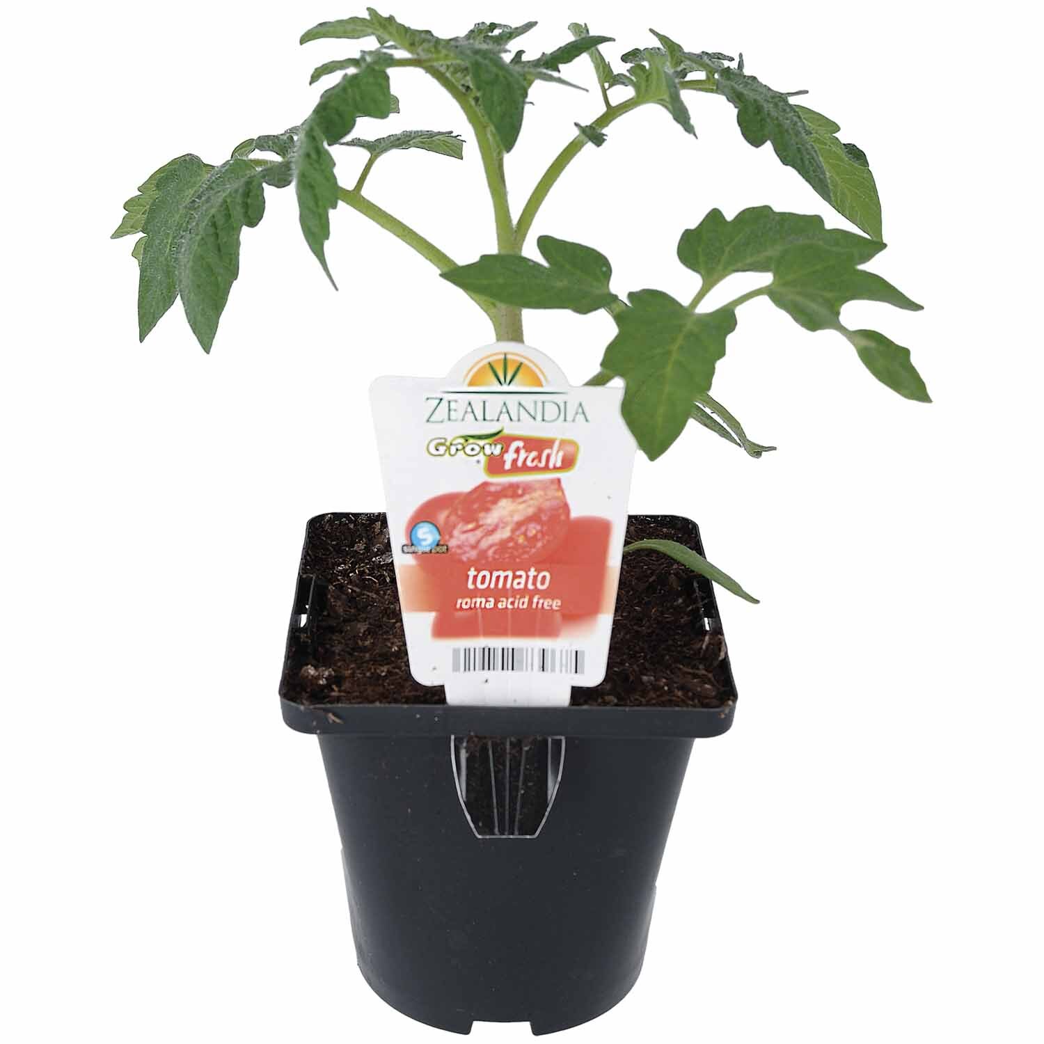 Tomato Roma Low Acid