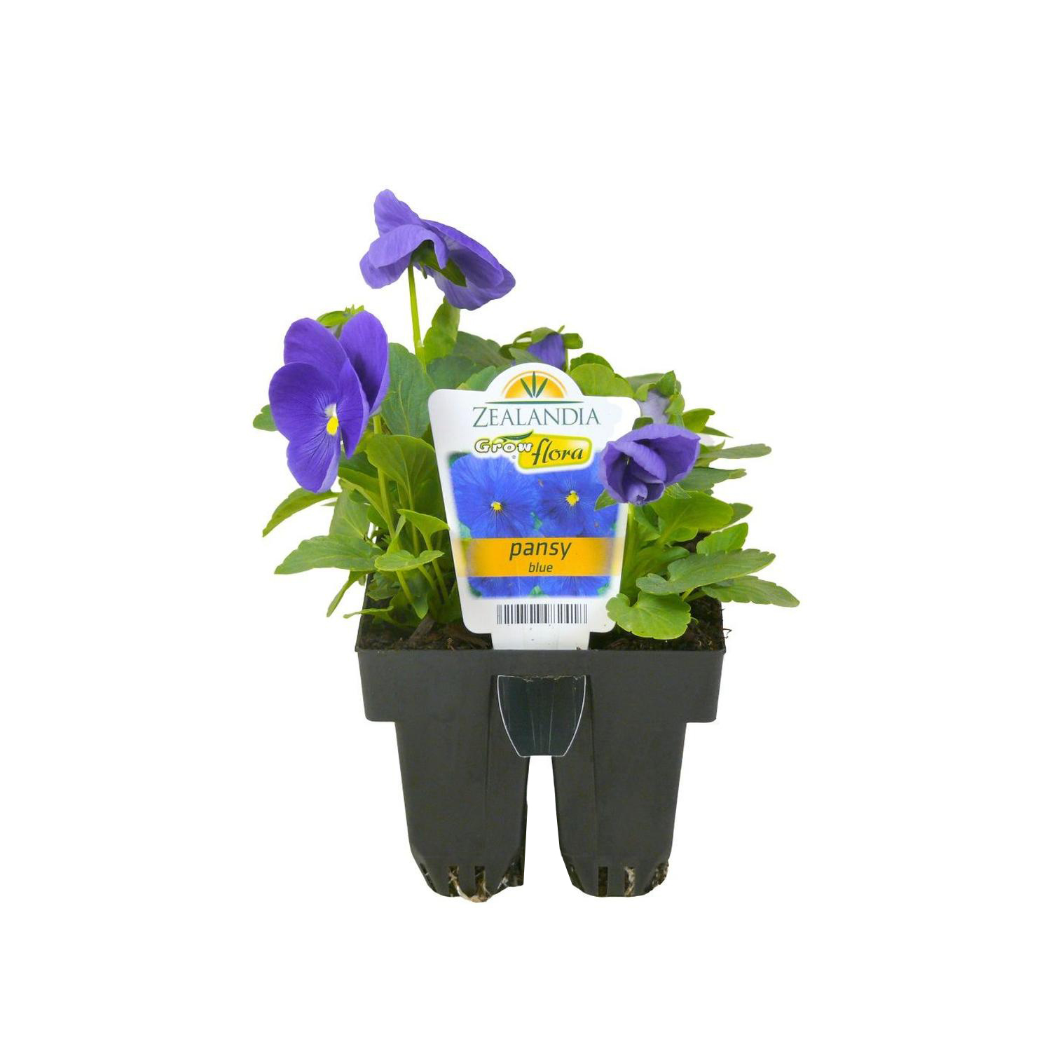 Pansy Delta