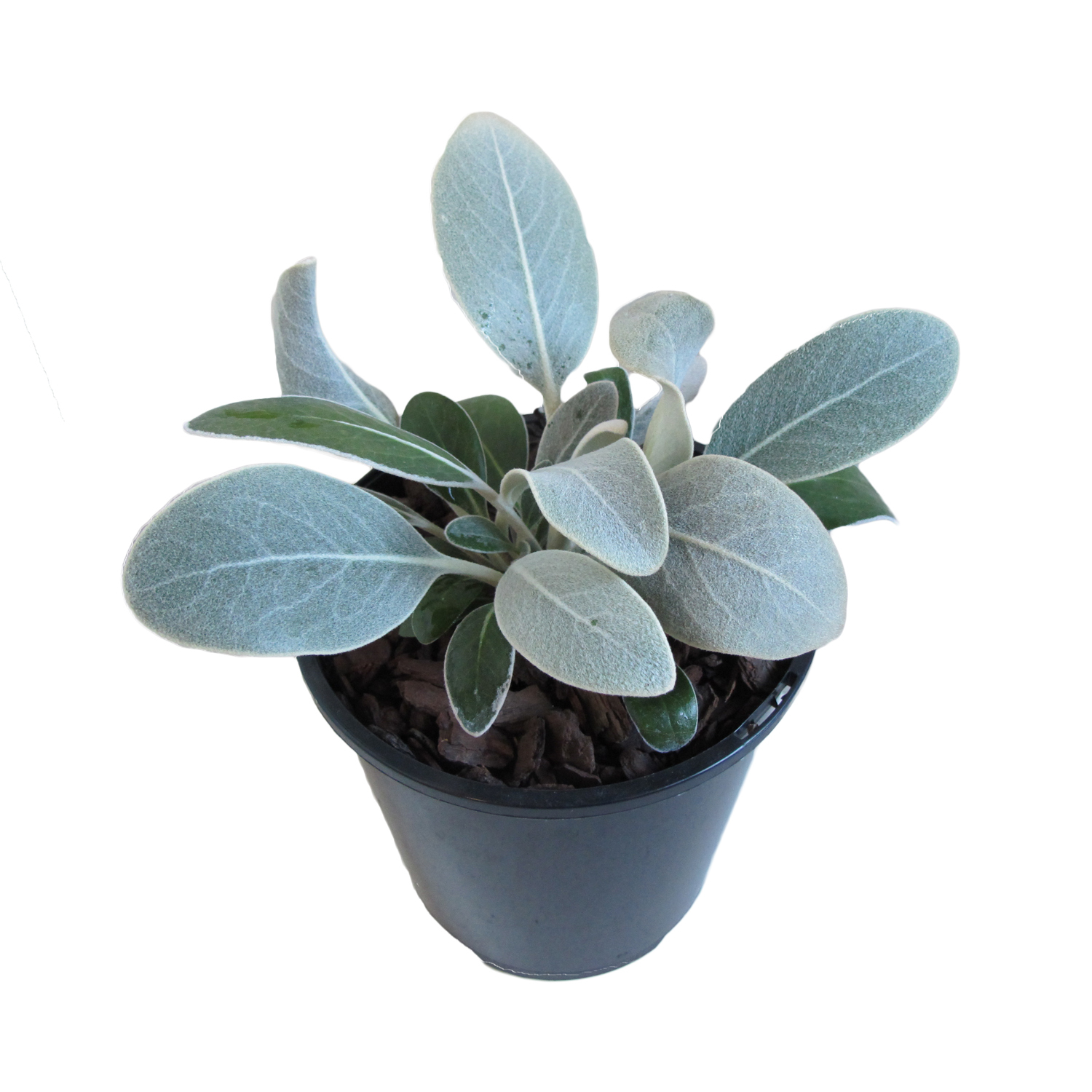 Pachystegia Insignus