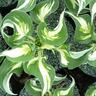 Hosta Loyalist