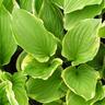 Hosta Summer Fragrance